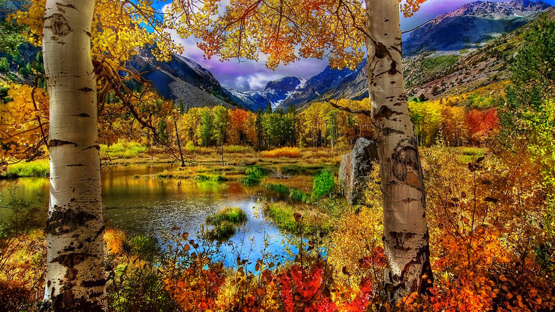 Autumn Forest with Pond — Yellow, Serene