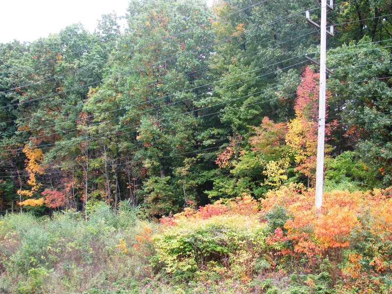Autumn Forest with Power Lines — Green, Calm