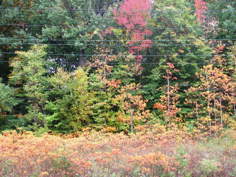 Autumn Forest with Power Lines — Green