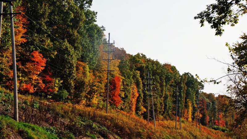 Autumn Forest with Power Lines — Orange