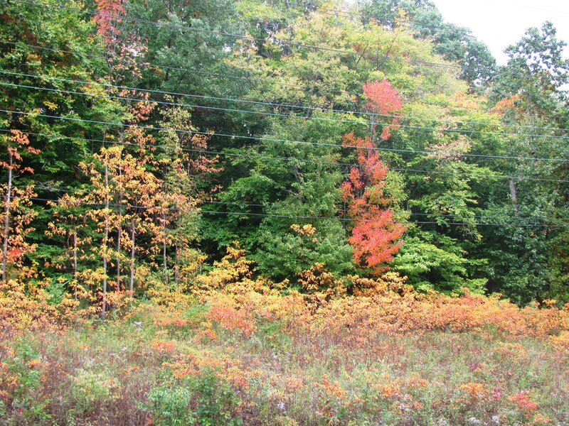 Autumn Forest with Power Lines
