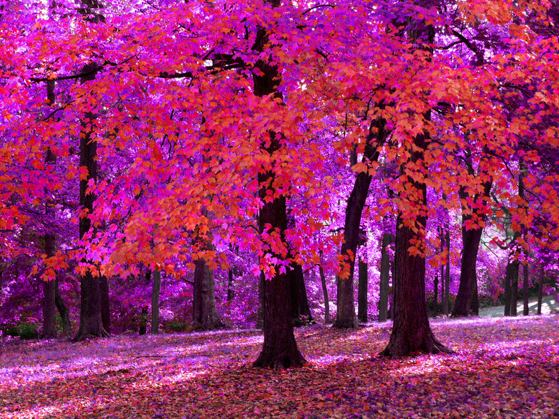 Autumn Forest with Purple Leaves