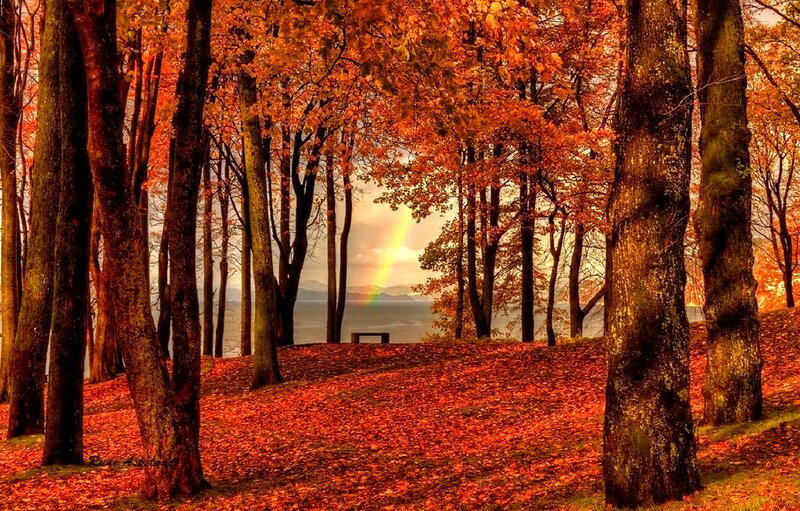 Autumn Forest with Rainbow