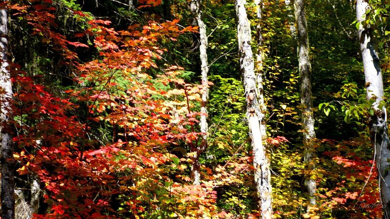 Autumn forest with red and green leaves