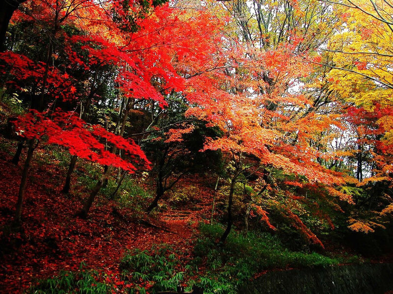 Autumn forest with red and orange leaves