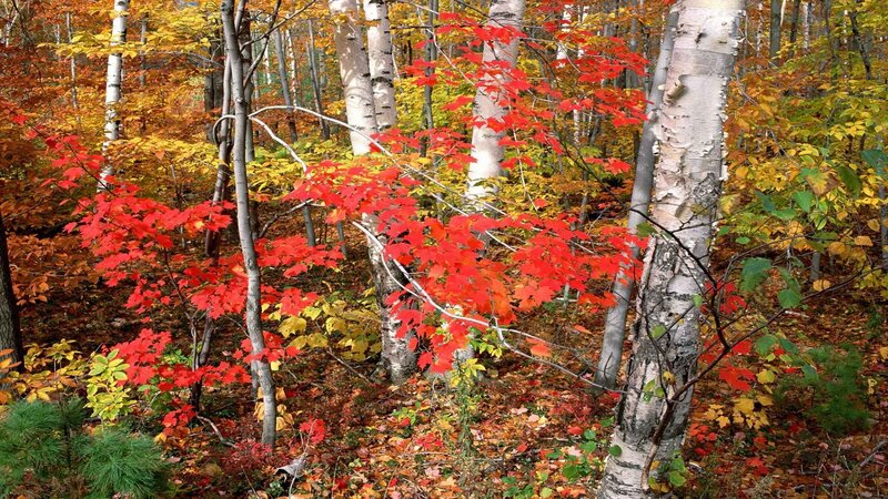 Autumn forest with red and yellow leaves