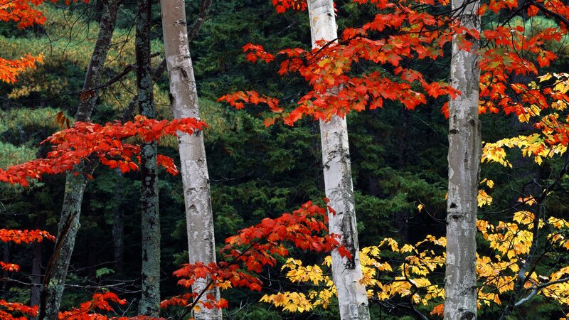 Autumn forest with red and yellow leaves