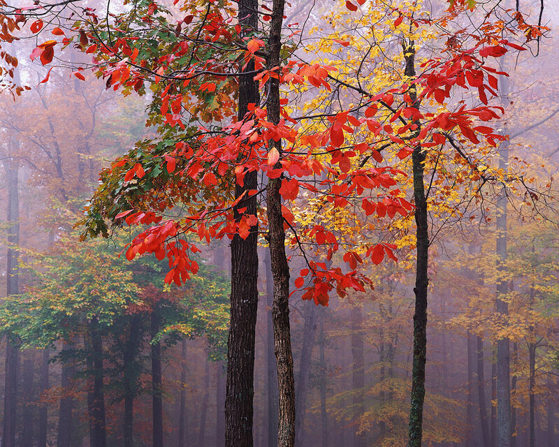 Autumn forest with red and yellow leaves