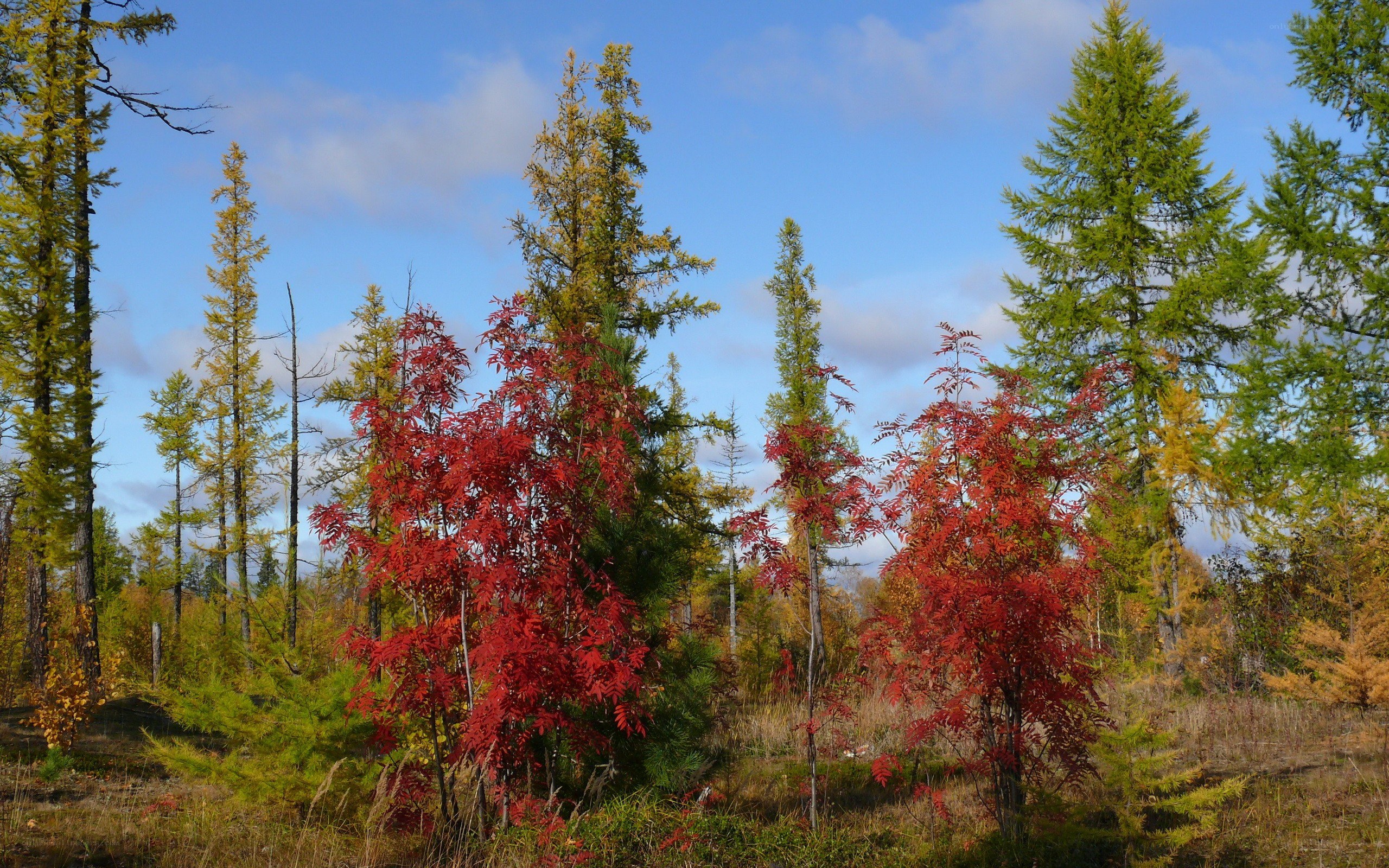Autumn forest with red and yellow trees