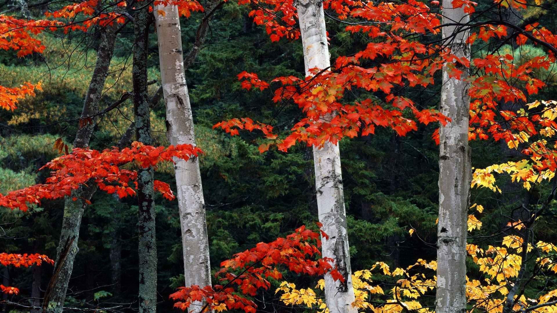 Autumn forest with red leaves