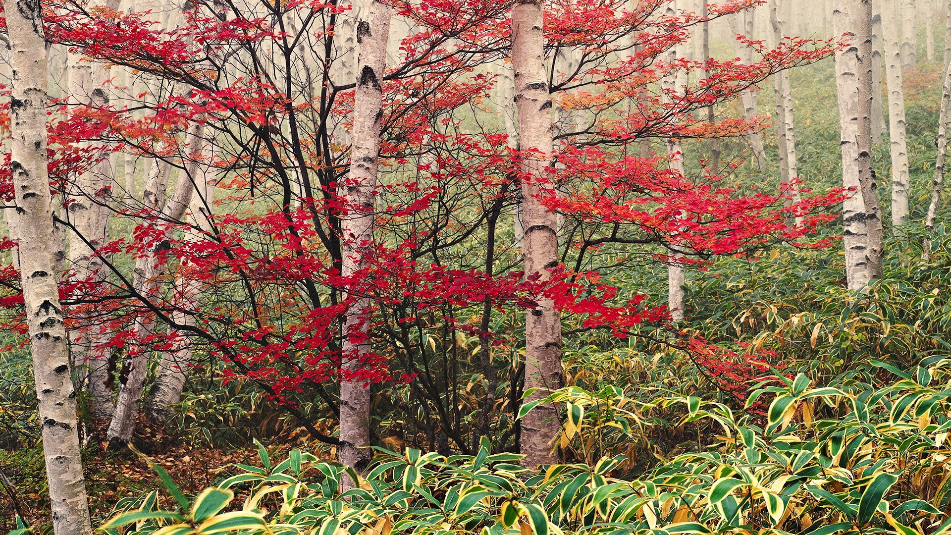 Autumn forest with red leaves