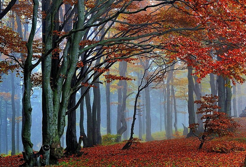 Autumn forest with red leaves