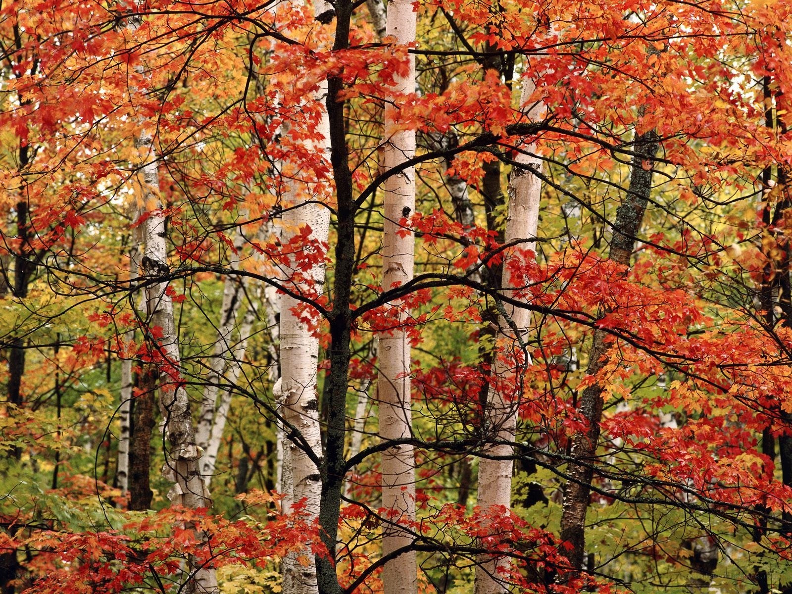 Autumn forest with red leaves