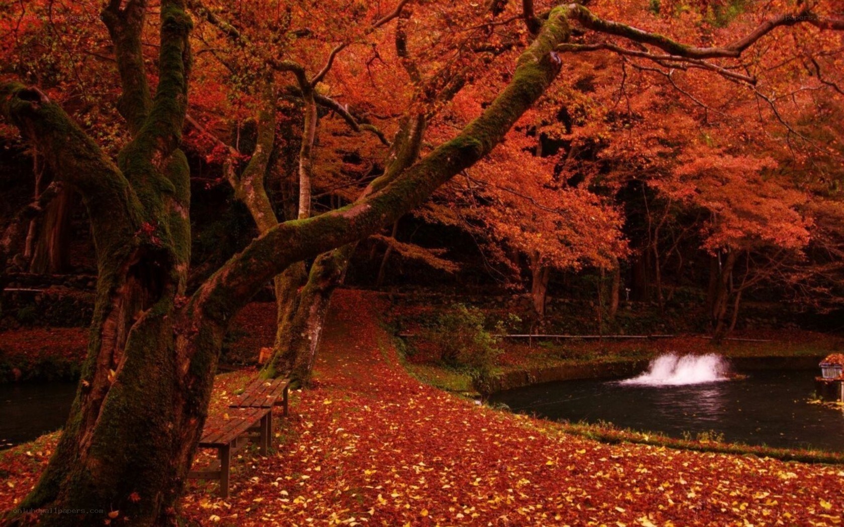 Autumn forest with red leaves