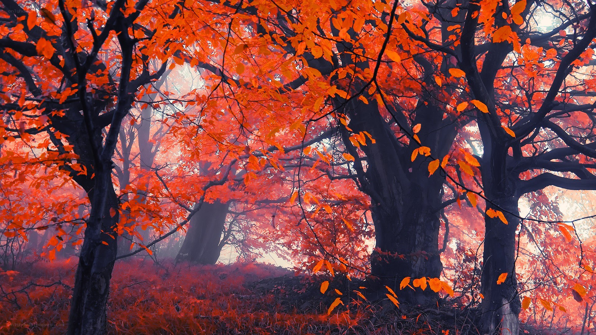 Autumn forest with red leaves