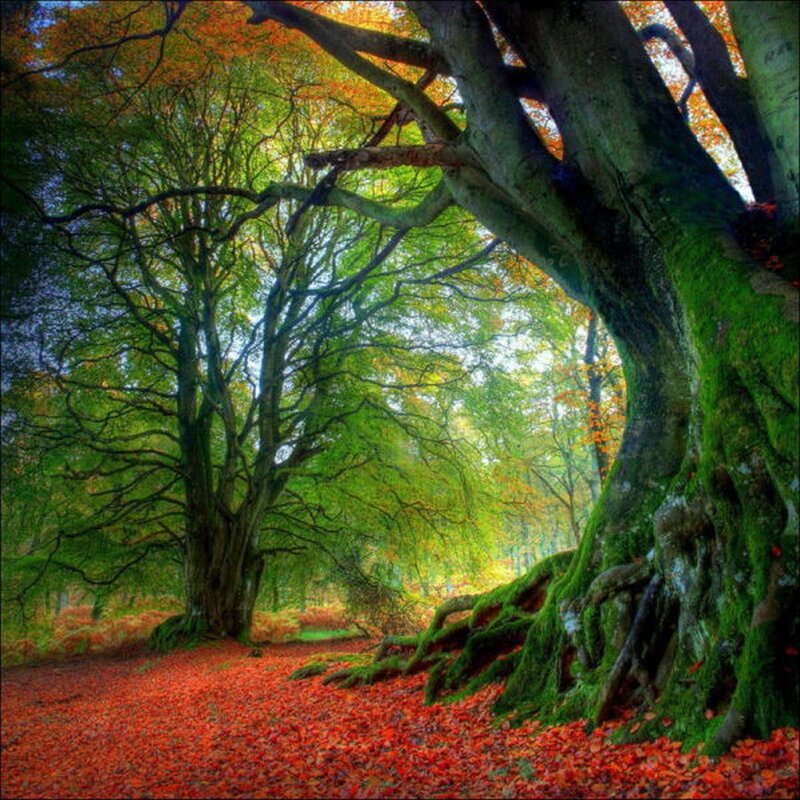 Autumn forest with red leaves