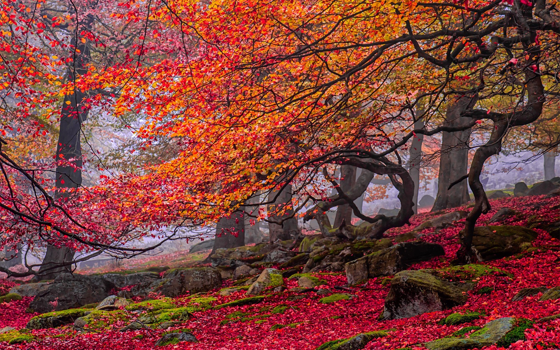 Autumn forest with red leaves
