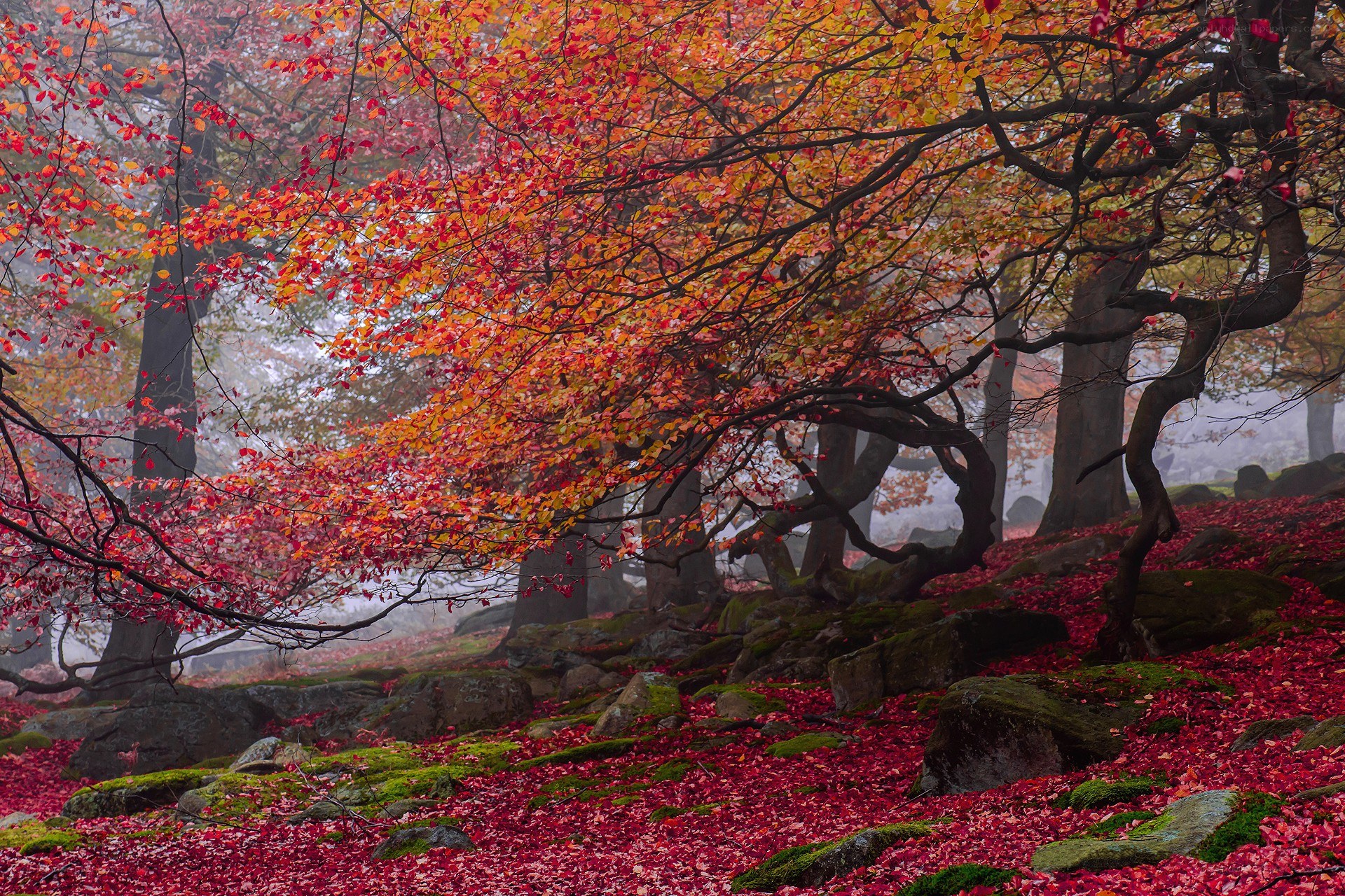 Autumn forest with red leaves