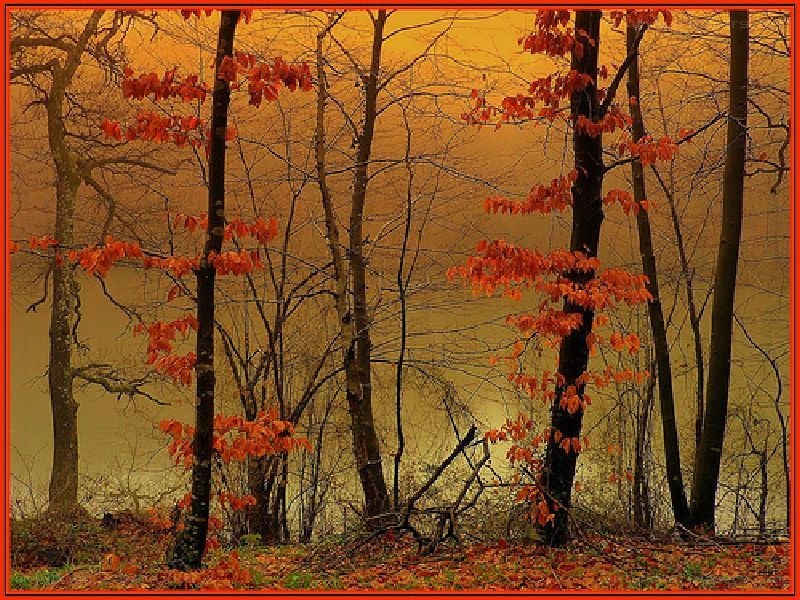Autumn forest with red leaves