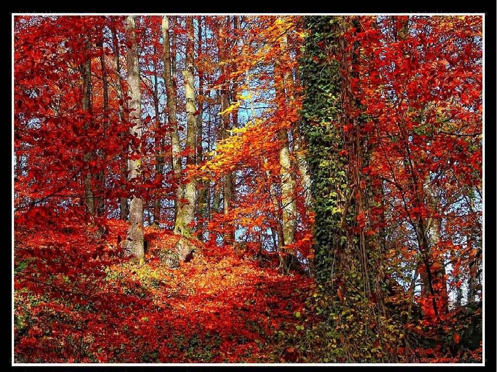 Autumn forest with red leaves