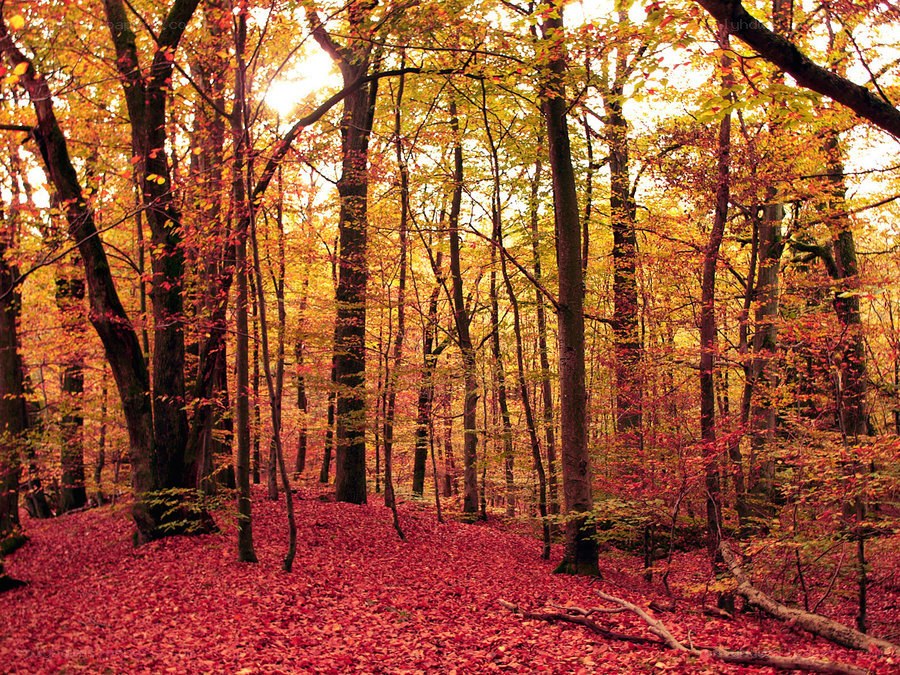 Autumn forest with red leaves