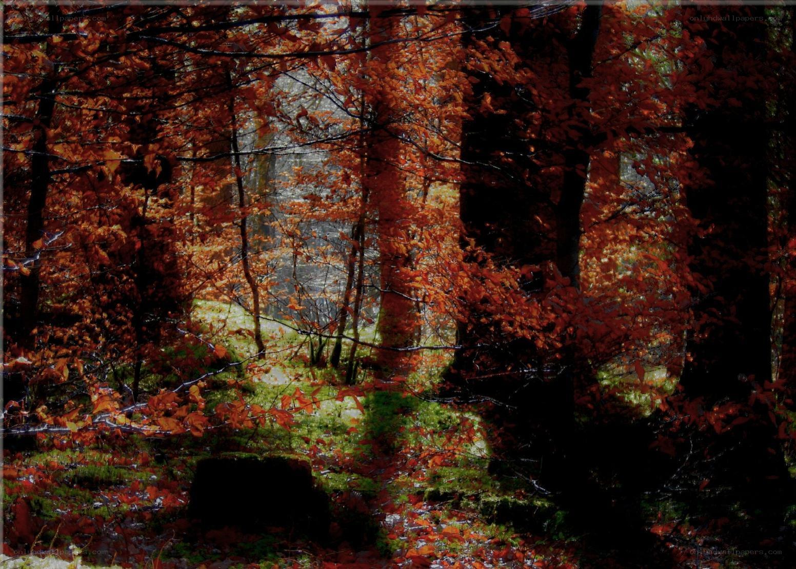 Autumn forest with red leaves