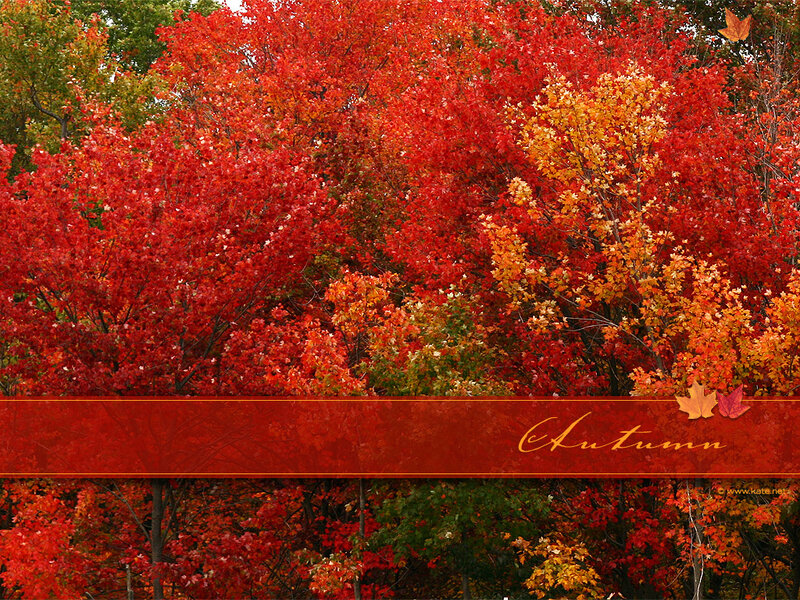 Autumn forest with red leaves