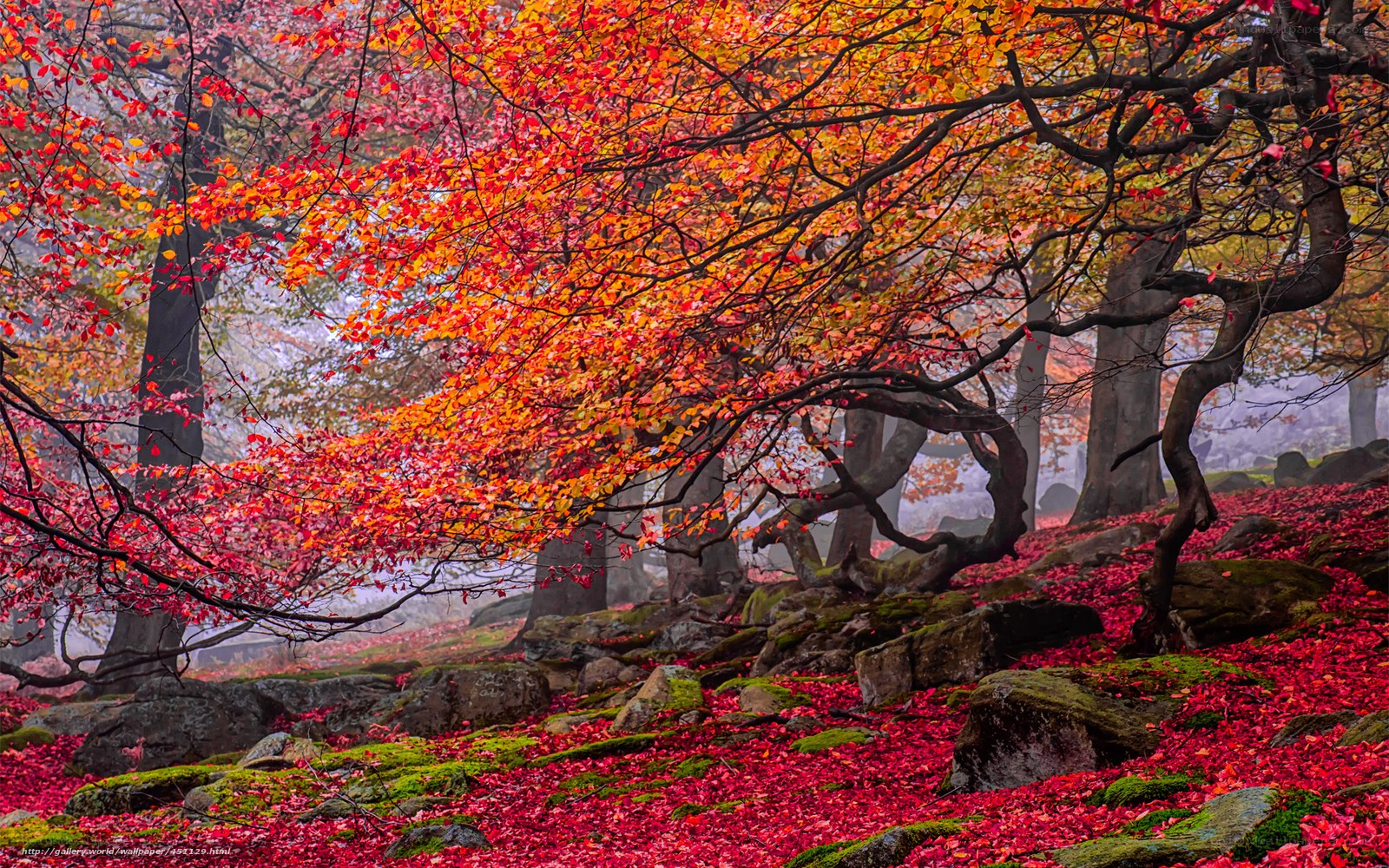 Autumn forest with red leaves