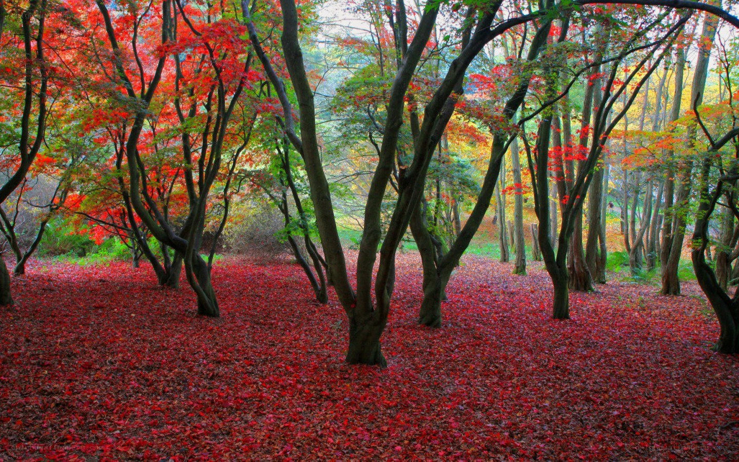 Autumn forest with red leaves
