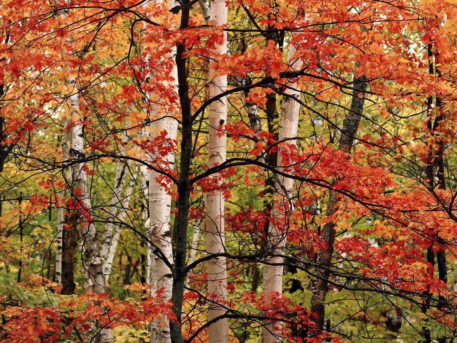 Autumn forest with red leaves