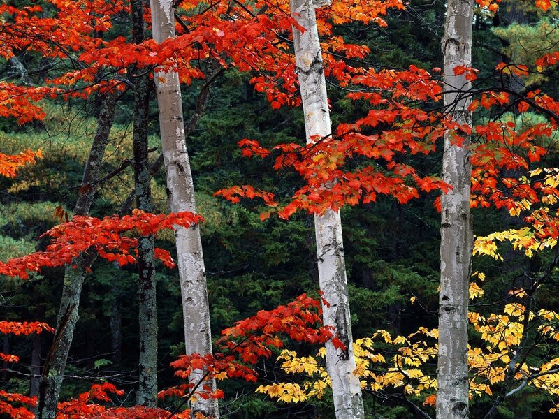 Autumn forest with red leaves