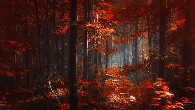 Autumn Forest with Red Leaves — Dramatic, Photograph