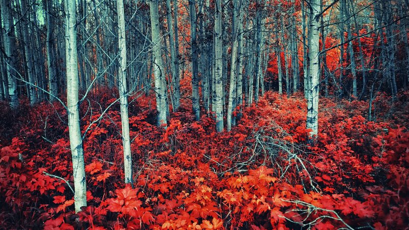 Autumn Forest with Red Leaves — Dramatic, Photograph, Trees