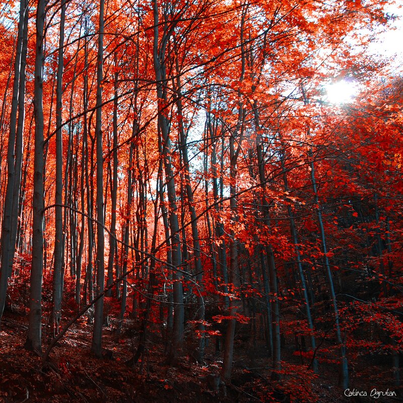 Autumn Forest with Red Leaves — Dramatic
