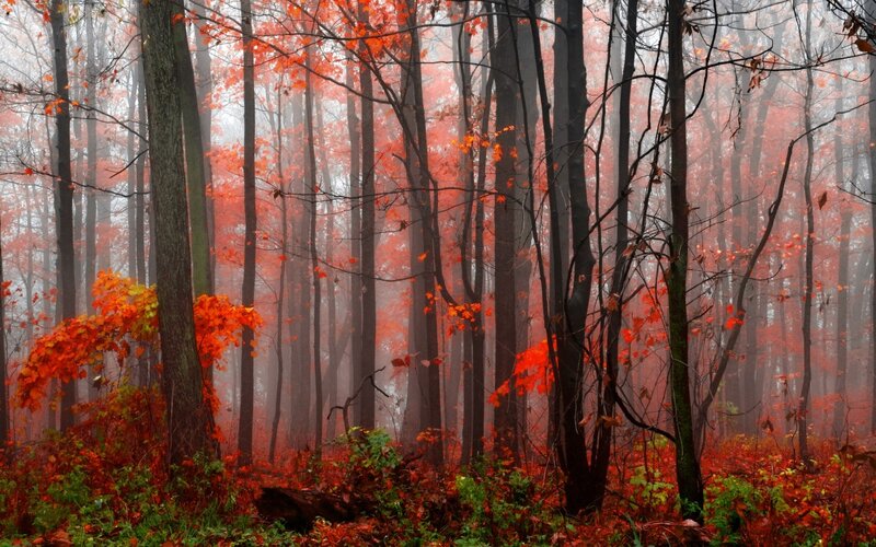 Autumn Forest with Red Leaves — Misty, Photograph