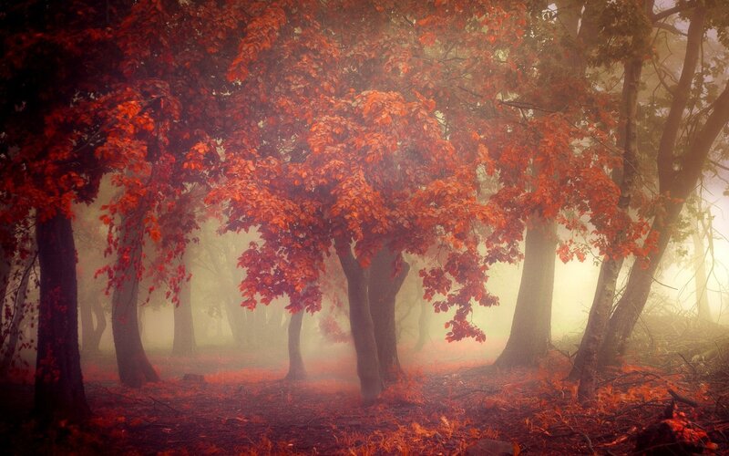 Autumn Forest with Red Leaves — Misty, Photograph, Trees, Fog