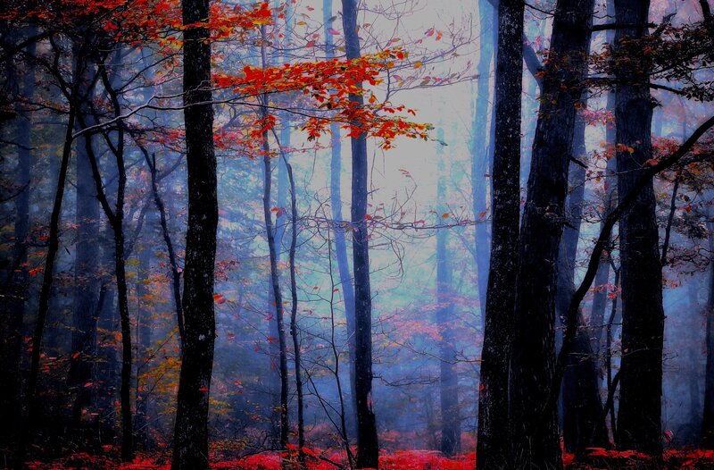 Autumn Forest with Red Leaves — Misty, Photograph, Trees