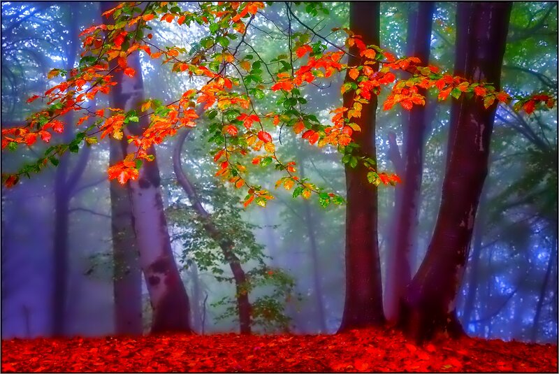Autumn Forest with Red Leaves — Misty