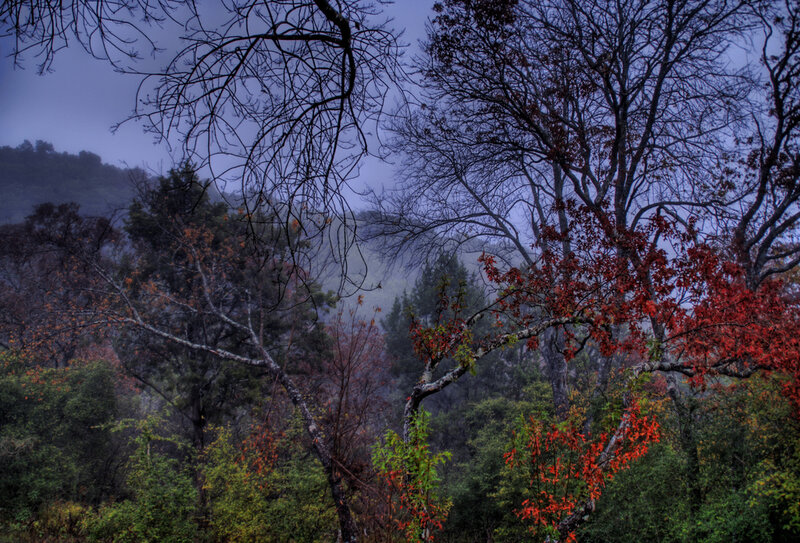 Autumn Forest with Red Leaves — Moody