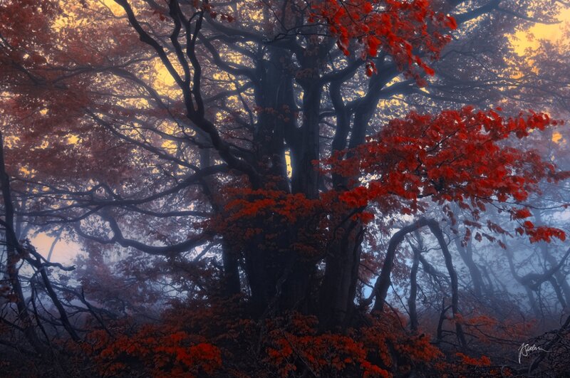 Autumn Forest with Red Leaves — Mysterious, Photograph