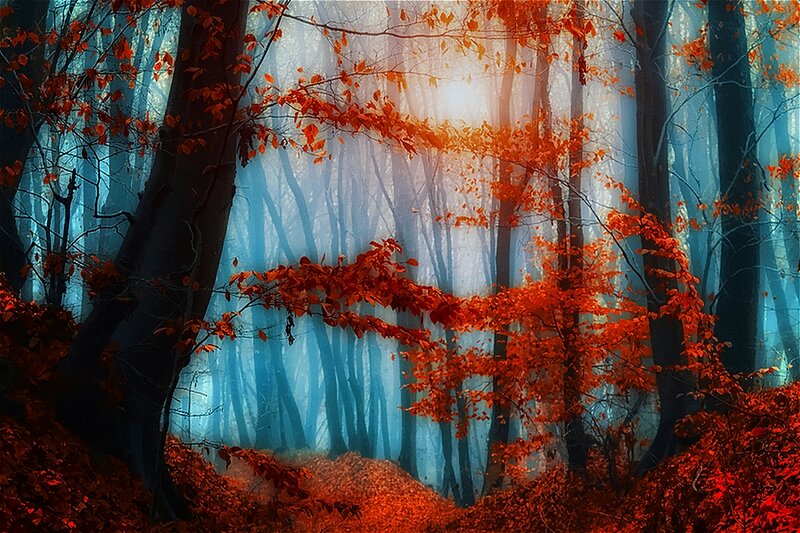 Autumn Forest with Red Leaves — Mystical