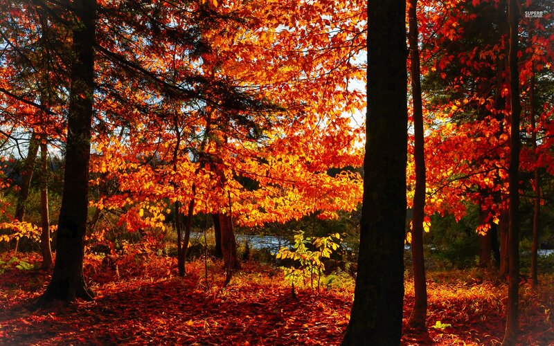 Autumn Forest with Red Leaves — Serene, Photograph, Trees, Fallen Leaves, River