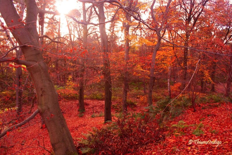 Autumn Forest with Red Leaves — Serene, Photograph, Trees, Fallen Leaves, Sunlight