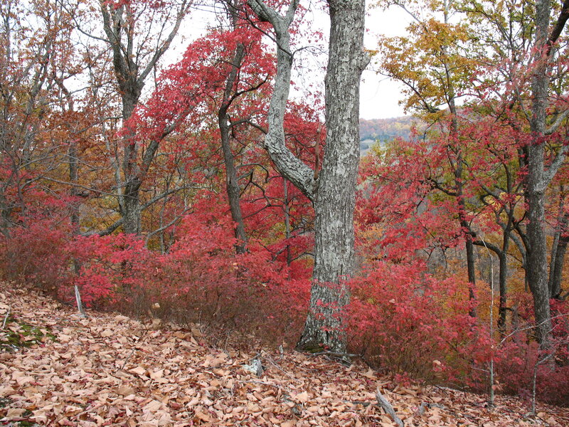 Autumn Forest with Red Leaves — Serene, Photograph, Trees, Fallen Leaves