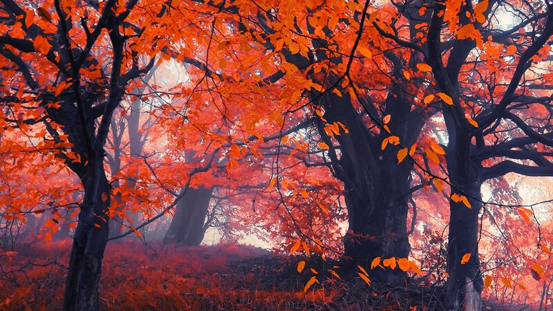 Autumn Forest with Red Leaves — Serene, Photograph, Trees, Fog, Orange