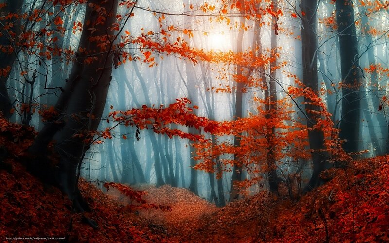 Autumn Forest with Red Leaves — Serene, Photograph, Trees, Fog, Sunlight