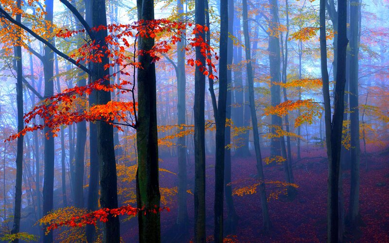 Autumn Forest with Red Leaves — Serene, Photograph, Trees, Fog