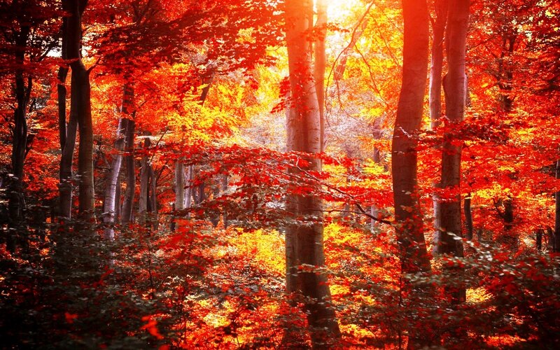 Autumn Forest with Red Leaves — Serene, Photograph, Trees, Sunlight, Foliage