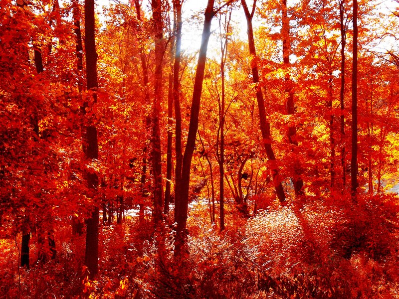 Autumn Forest with Red Leaves — Serene, Photograph, Trees, Sunlight, Forest Floor