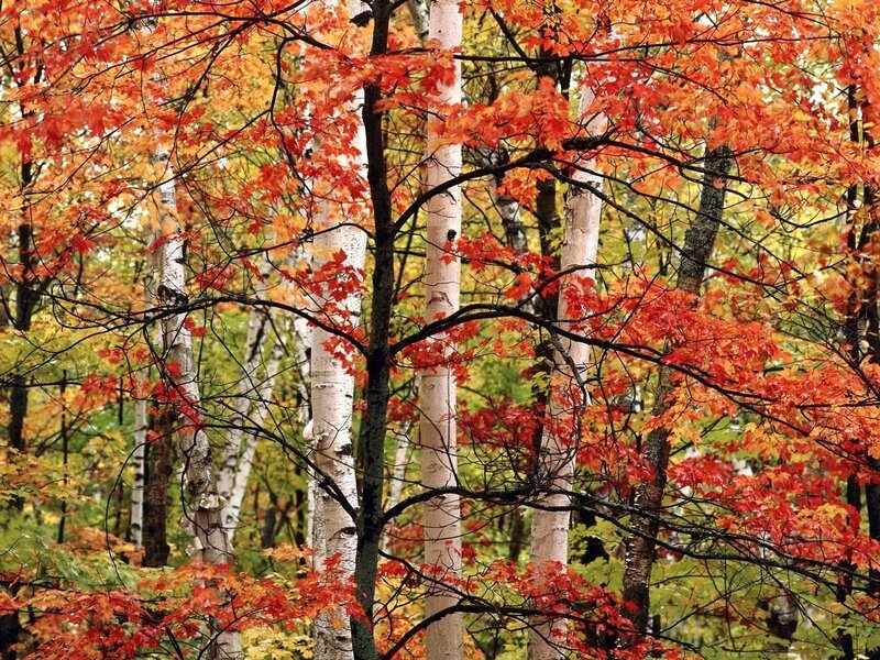 Autumn forest with red leaves
